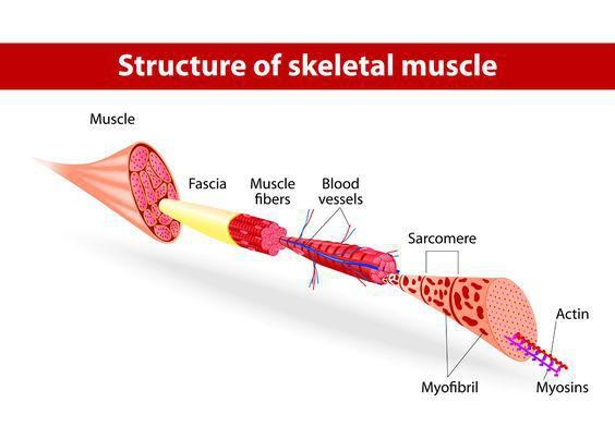 Fascia.jpg